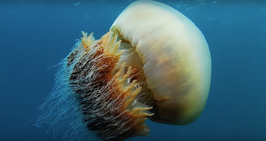 medusa nomura 3