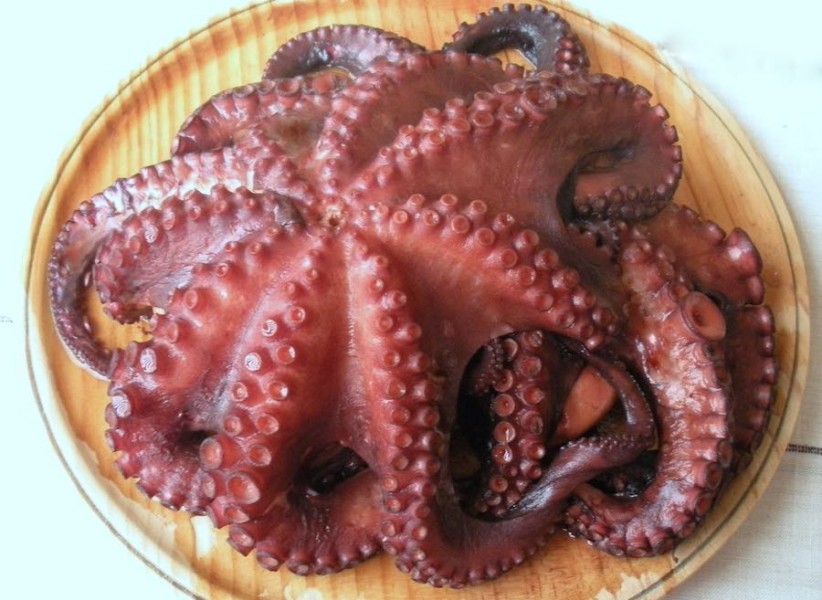 pulpo 4