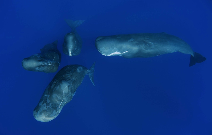 mejores fotografías de cachalotes 9