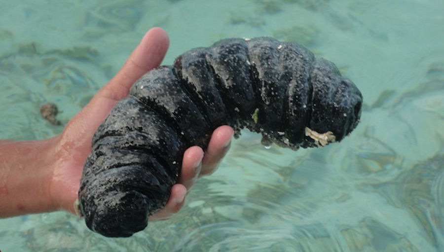 pepinos de mar