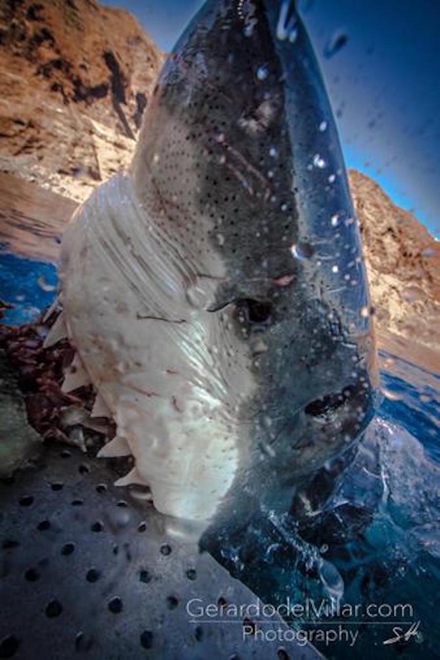 Fotografias que he tomado de tiburones a lo largo de mi vida en diferentes lugares del mundo