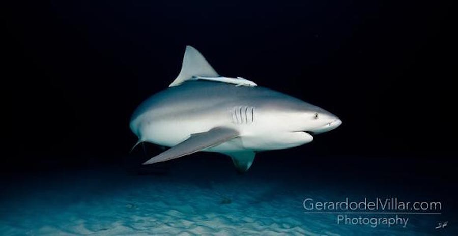 Fotografias que he tomado de tiburones a lo largo de mi vida en diferentes lugares del mundo