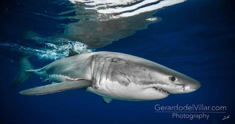 Fotografias que he tomado de tiburones a lo largo de mi vida en diferentes lugares del mundo