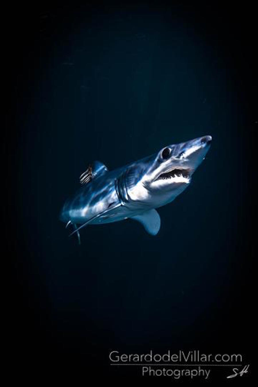 Fotografias que he tomado de tiburones a lo largo de mi vida en diferentes lugares del mundo