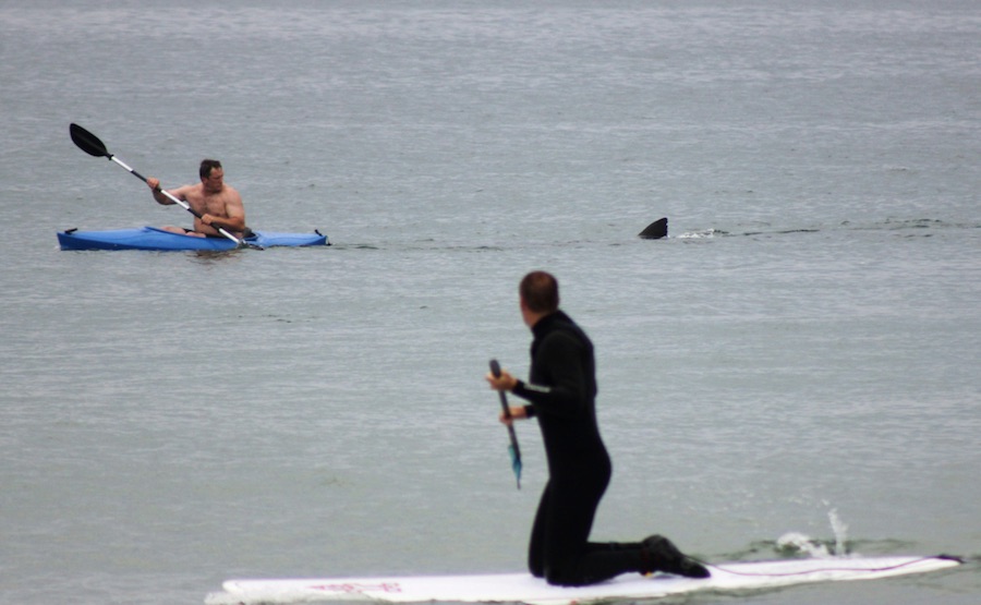 Ataques de tiburones 