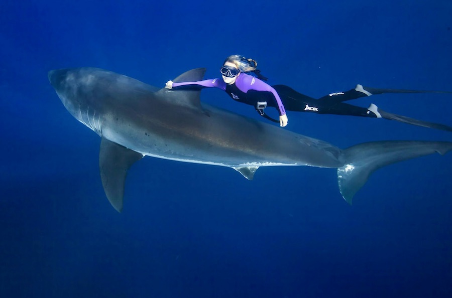 Ocean Ramsey - Tiburones 5