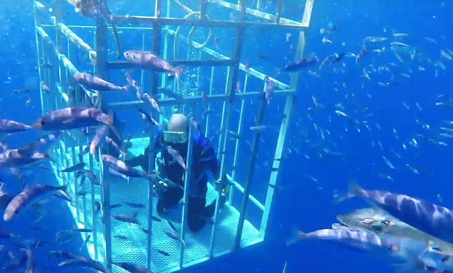 alquitrán Humilde Crónica Nuevas imágenes del Tiburón Blanco, el buceador y la jaula de seguridad