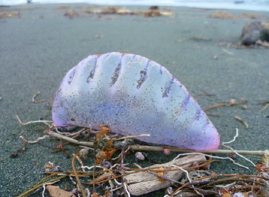 carabela portuguesa 4