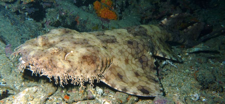 Resultado de imagen de info del tiburon Wobbegong