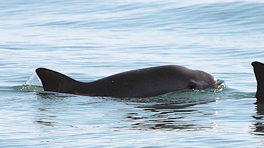 vaquita