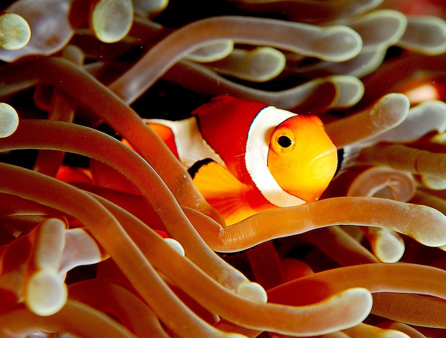 Nemo