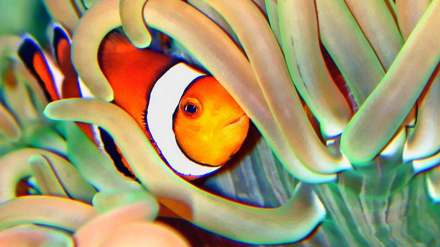 Pez payaso - Nemo