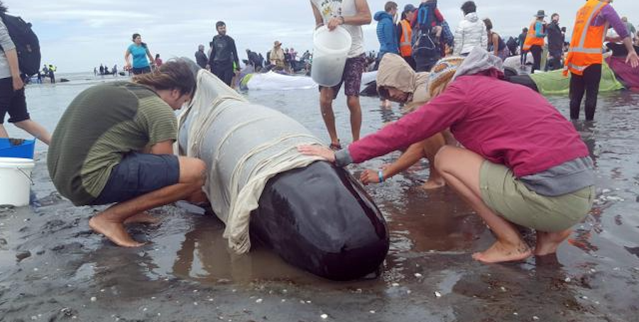 Ballenas Piloto