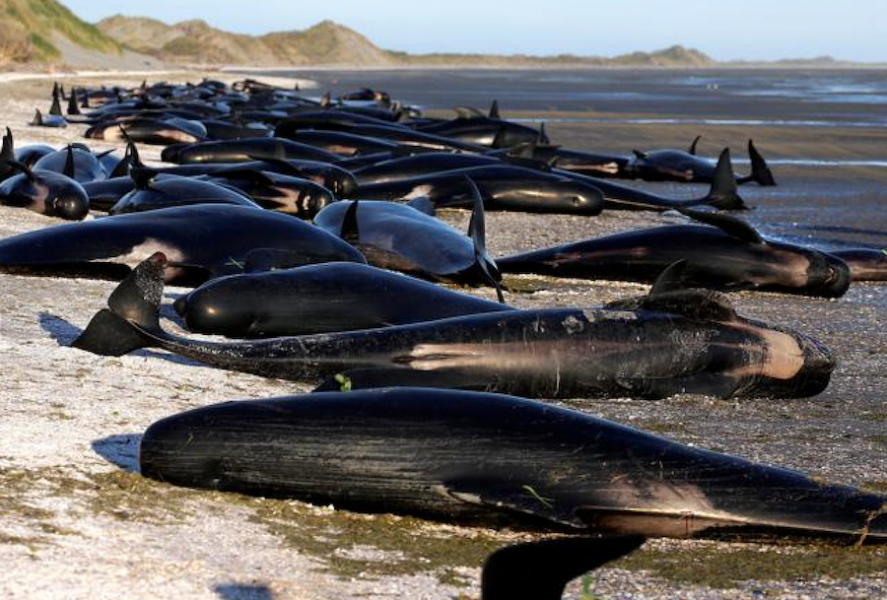 Ballenas Piloto