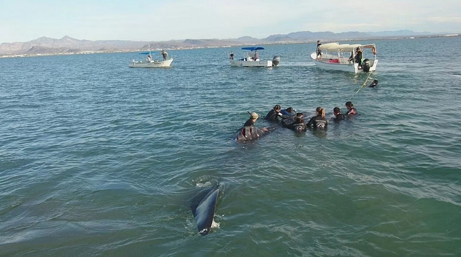 tiburón ballena