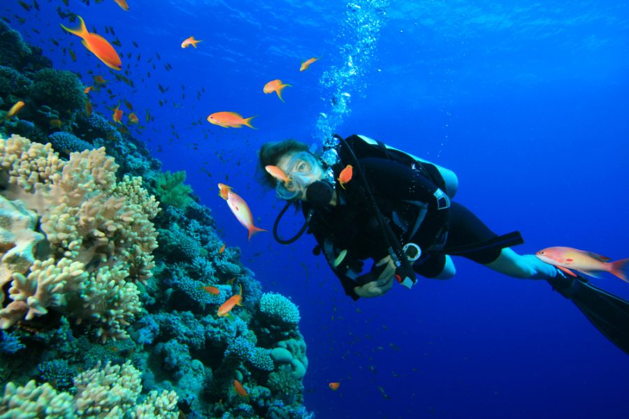 Buceo en Brasil