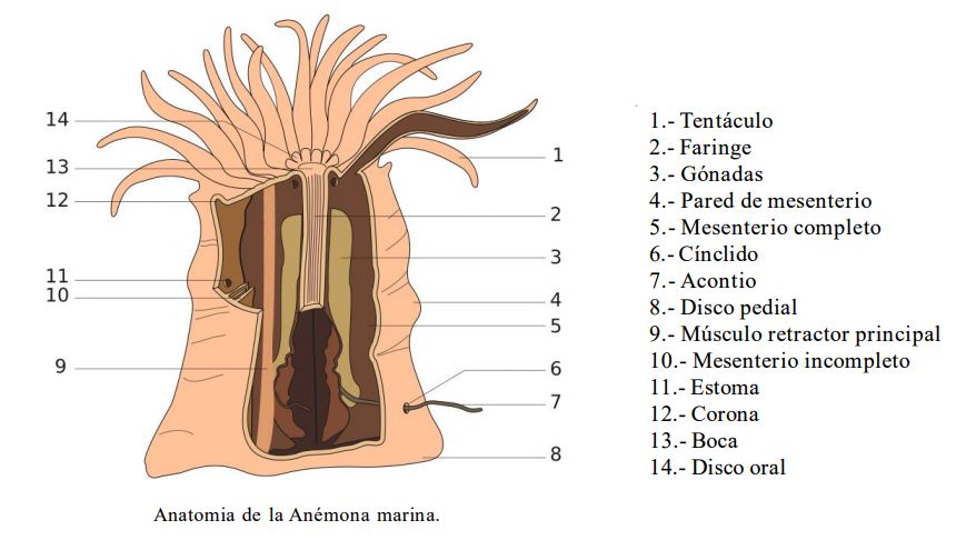 partes de una anemona