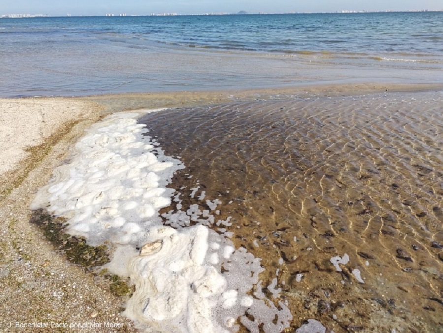 pepinos de mar