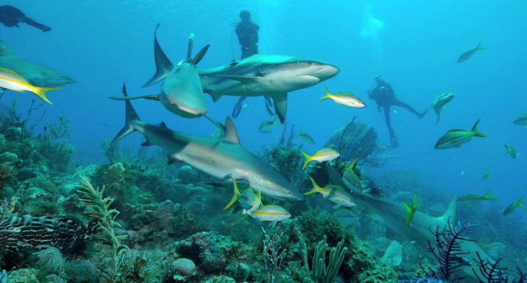 tiburones del Caribe