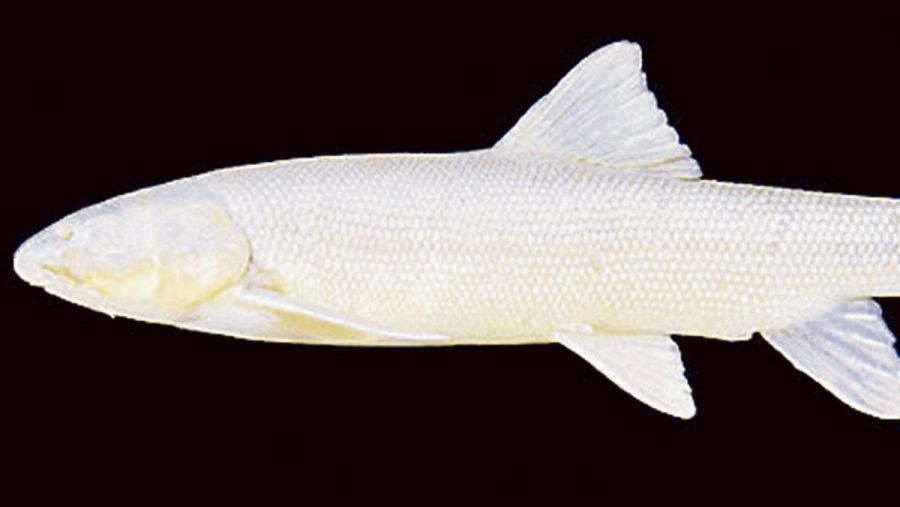 pez cavernícola