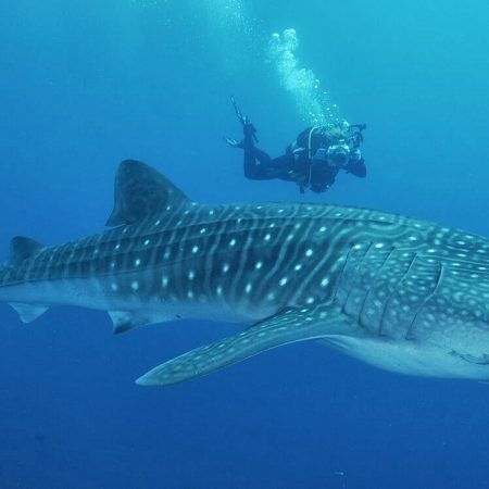 tiburones caribeños