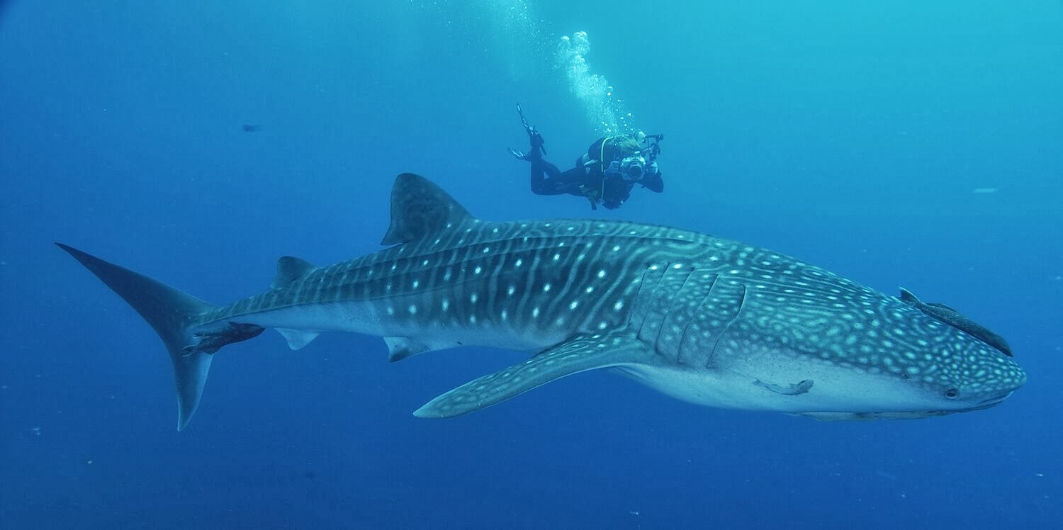 tiburones caribeños