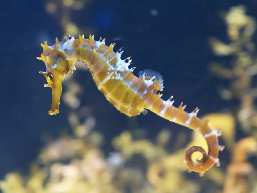 Resultado de imagen para caballito de mar mediterraneo