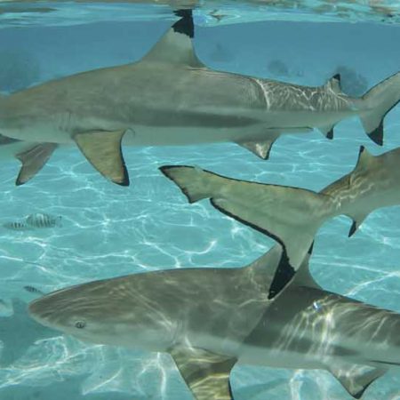 Caza de tiburones