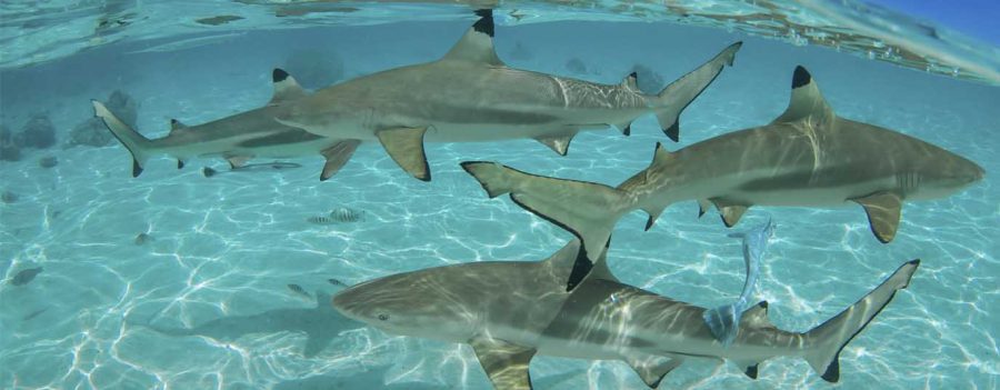 Caza de tiburones