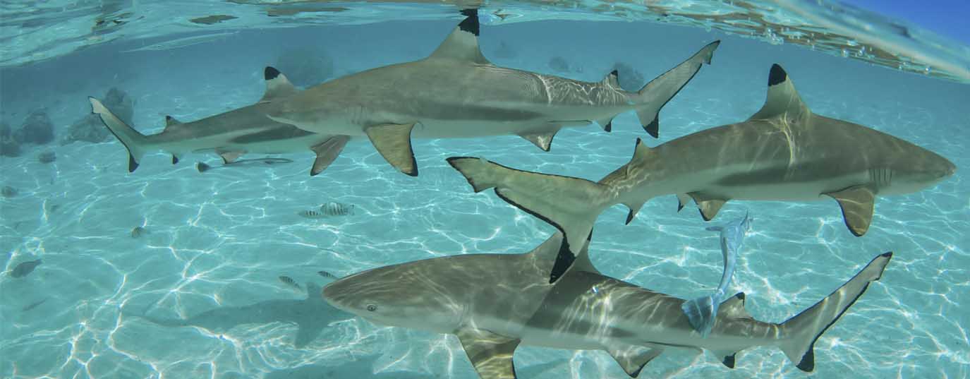 Caza de tiburones