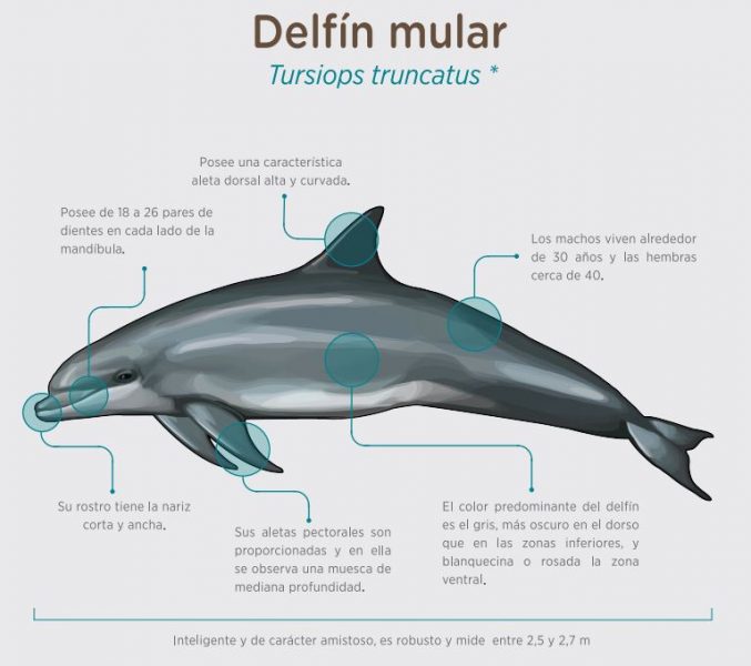 caracteristicas del delfil mular