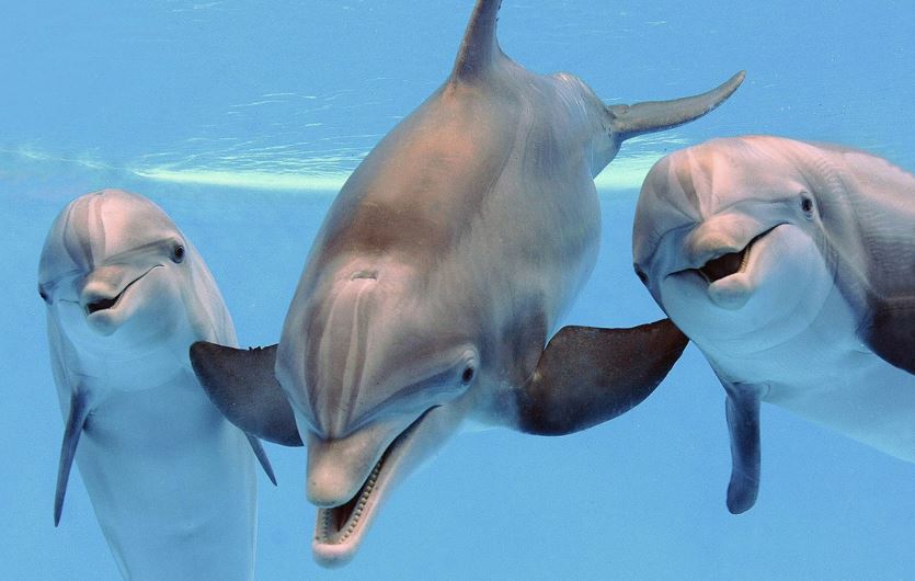 características delfin mular