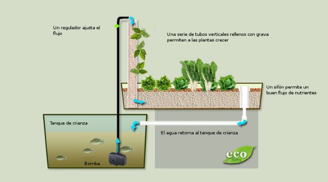 esquema proceso acuaponia