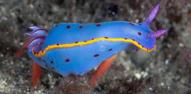 nudibranquio