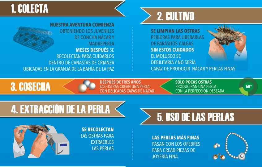 como cultivar perlas artificiales