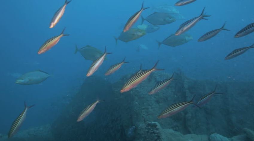 el bonito sarda del mediterráneo