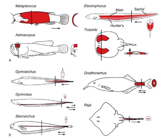 https://www.nauticalnewstoday.com/wp-content/uploads/2017/09/tipos-de-peces-electricos.jpg