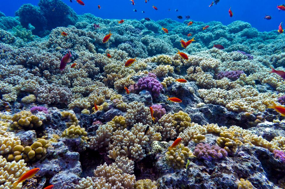 causas acidificacion de los oceanos