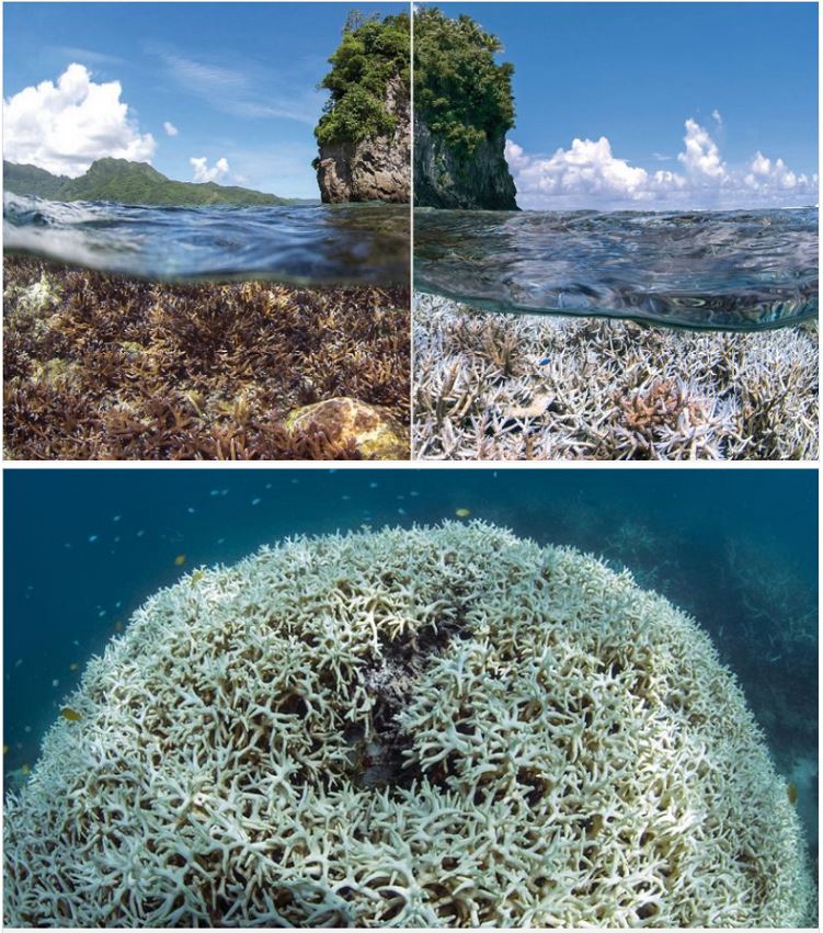 barrera coral con acidificación