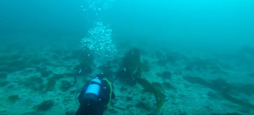 laminarias buceo en tarifa