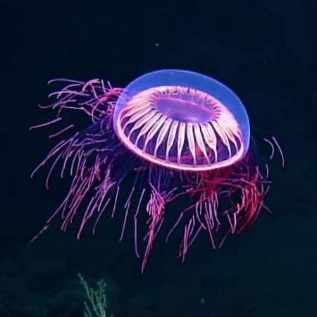 medusa halitrephes maasi