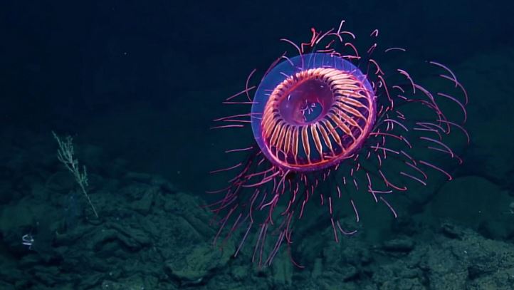 medusas espectaculares