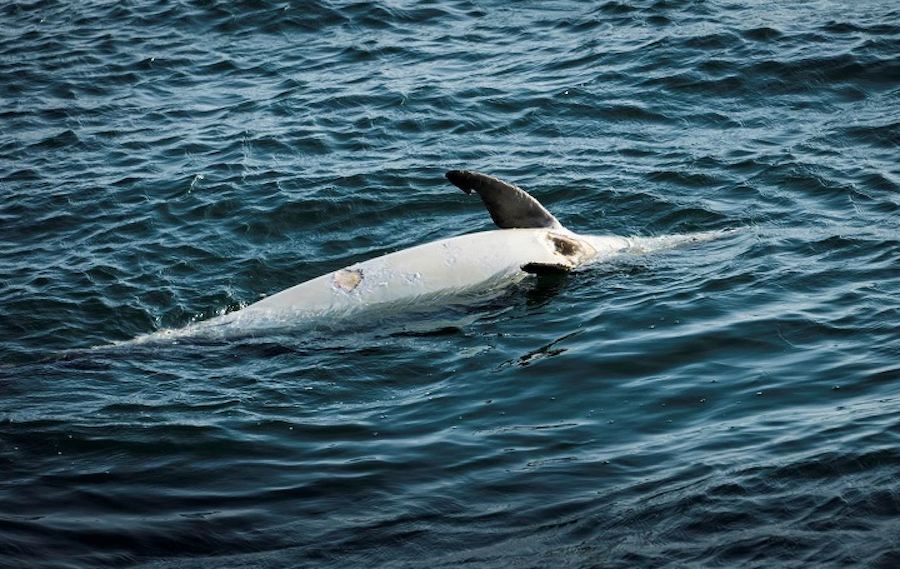 matanza de delfines