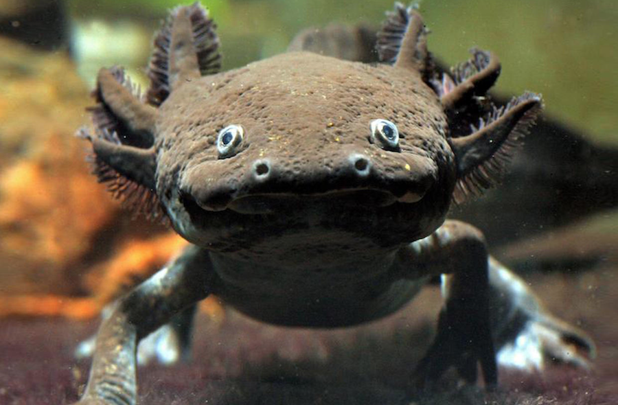 Descubre al ajolote, un animal único en nuestro planeta