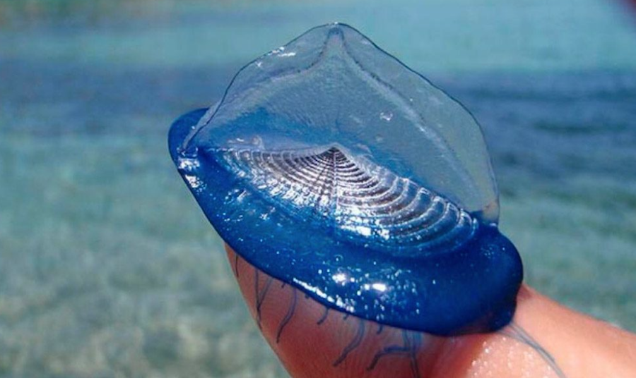 Aprende a diferenciar la Carabela Portuguesa de la Velella velella