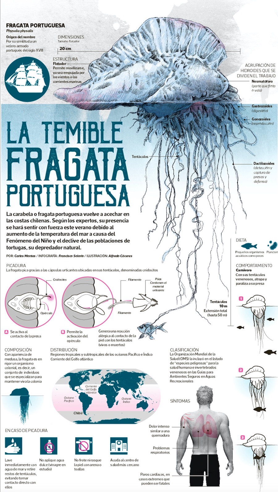 Carabela Portuguesa o Fragata Portuguesa